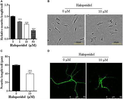 Propionate Protects Haloperidol-Induced Neurite Lesions Mediated by Neuropeptide Y